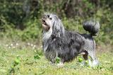 PETIT CHIEN LION 273